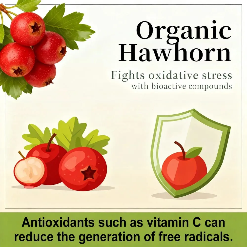 Ultra-Potential Hawthorn Extract Capsules Supports Digestion Heart Health and Blood Sugar Control Promotes Digestive Health — image 2