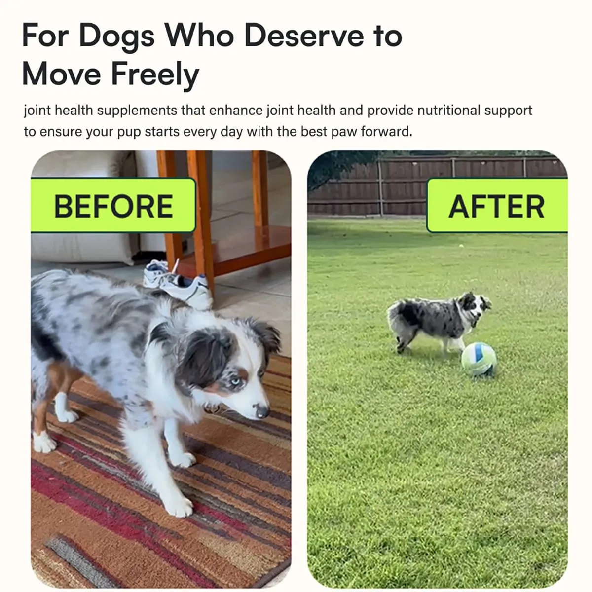 中小型犬種的高級狗髖關節和關節補充劑 - 葡萄糖胺軟骨素 Omega 3 MSM 綠唇貽貝 — image 4