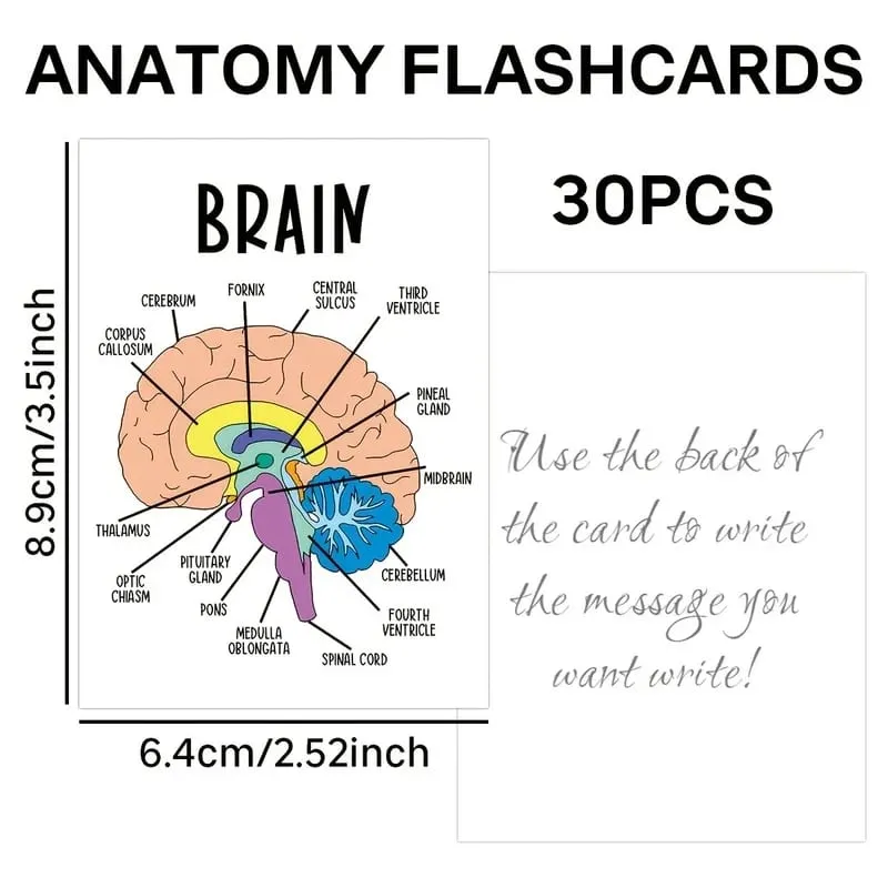 30 PCS Human Anatomy Flash Cards Illustrated Labeled Organ Cards for Nursing Biology & Physiology Students — image 4