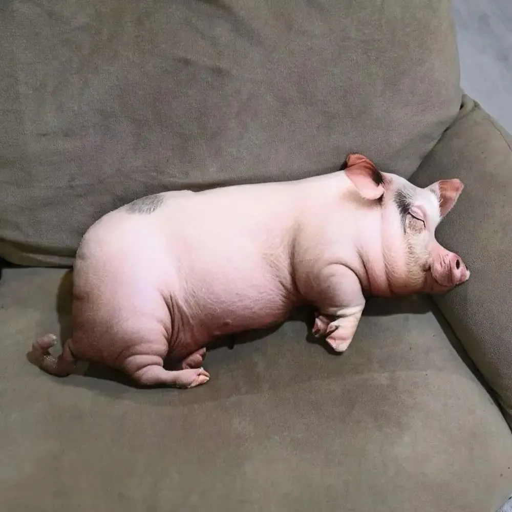 Plush Material Animal Body Pillow PP Cotton Filled 40cm Size Poultry Throw Pillows Soft Texture 70cm Pig Keychain For Kids — image 4