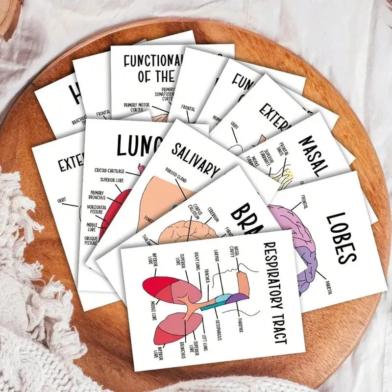30 PCS Human Anatomy Flash Cards Illustrated Labeled Organ Cards for Nursing Biology & Physiology Students — image 5