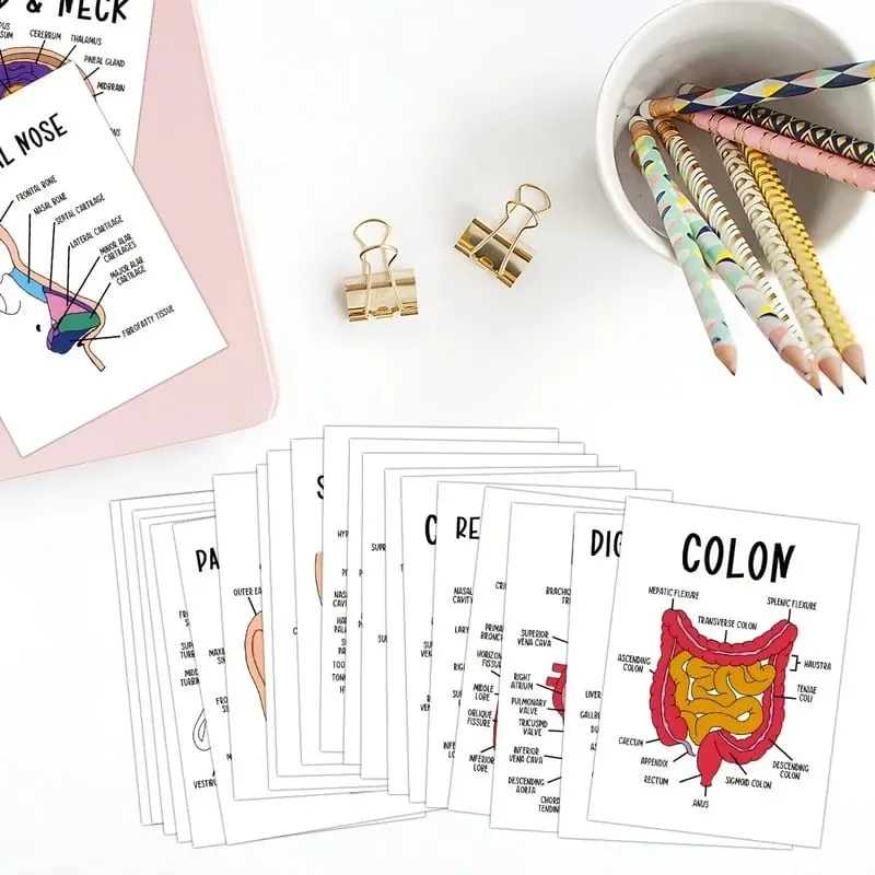 30 PCS Human Anatomy Flash Cards Illustrated Labeled Organ Cards for Nursing Biology & Physiology Students — image 2