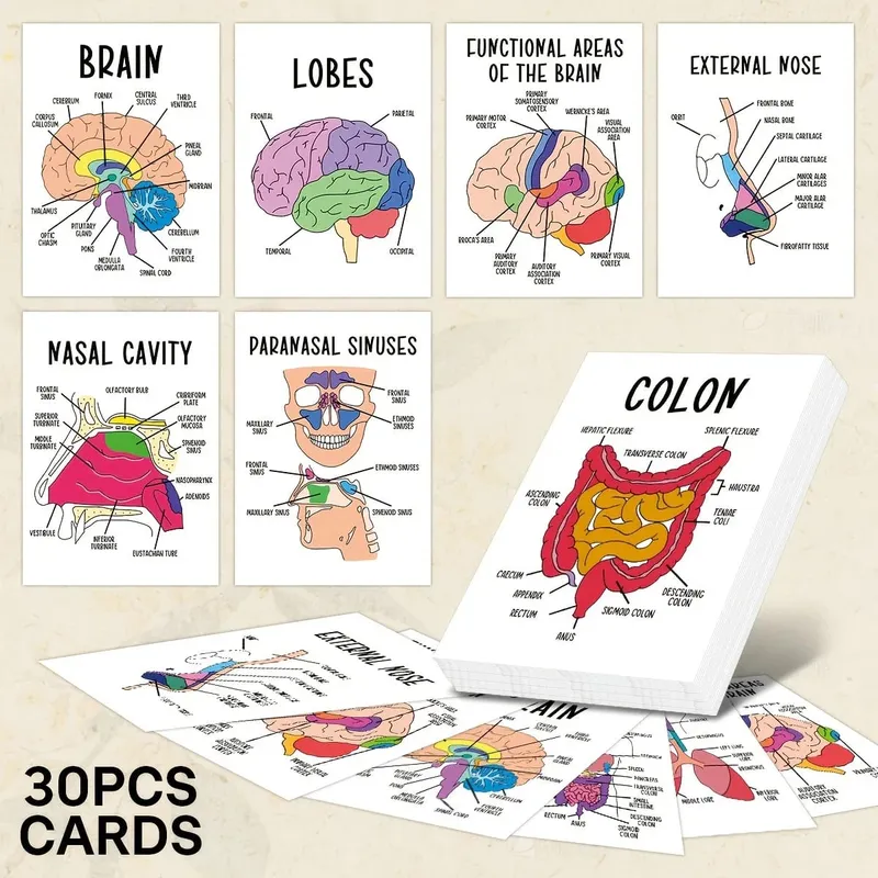 30 PCS Human Anatomy Flash Cards Illustrated Labeled Organ Cards for Nursing Biology & Physiology Students